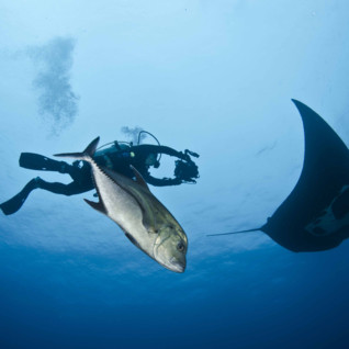 Manta Ray and Diver, Socorro Island