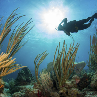 Scuba Diver in British Virgin Islands