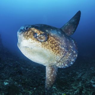Bucket list diving with marine life in Bali