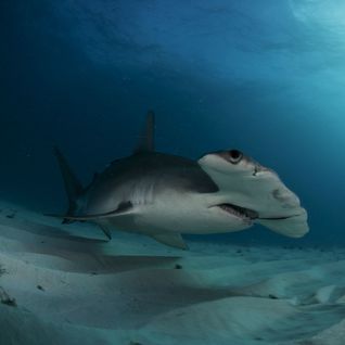 Hammerhead Shark