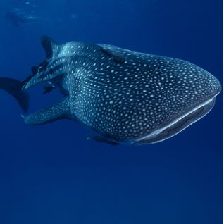Whale Shark, Djibouti