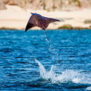 marine life diving vacations