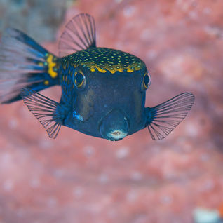 fish on coral reef in Raja Ampat