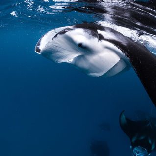 Manta Ray