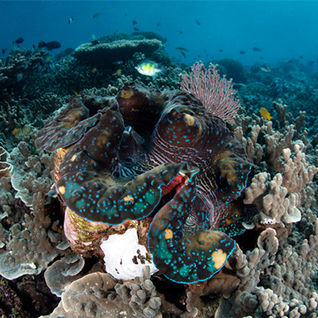 giant clam raja ampat
