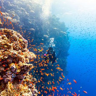 Diver and coral wall