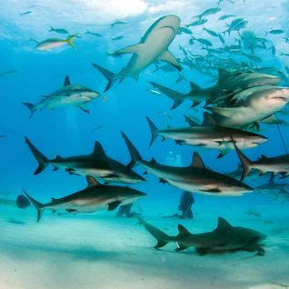 Sharks in the Bahamas