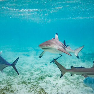 Black-Tipped Reef Shark in Bali