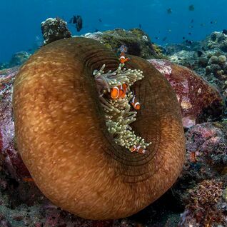 Macro Diving in Bali