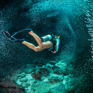 Diver in minnows