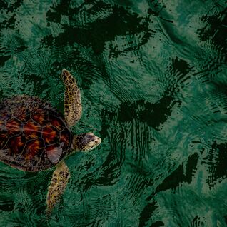 Sea Turtle