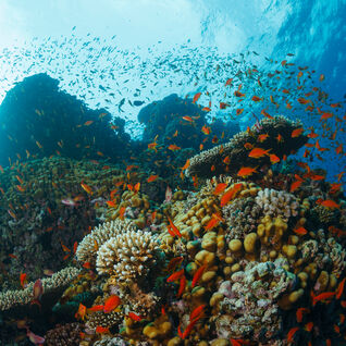 Coral Reef and Fish