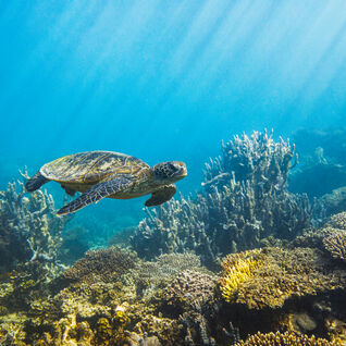 Sea turtle swimming along a coral reef