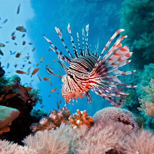 Common Lionfish (Pterois Miles) on a colorful coral reef.