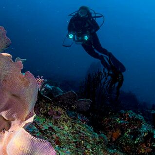 Coral in Indonesia