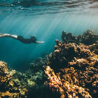 Diver in the Red Sea.
