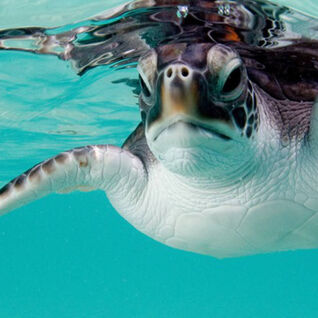 Turtle swimming in the sea