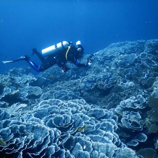 Diver in the Banda Sea