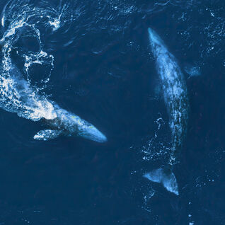 Grey whales