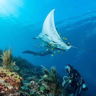 Diver in Raja Ampat, Indonesia.