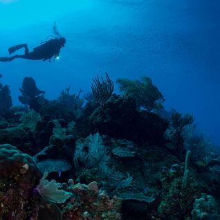 Diver in the Cayman Islands