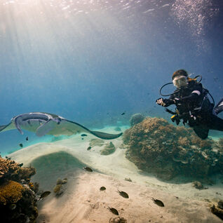 Manta ray and a scuba diver