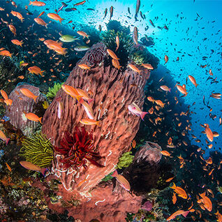 healthy coral reef