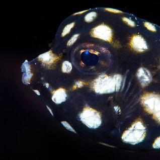 Juvenile smooth trunkfish in Bonaire