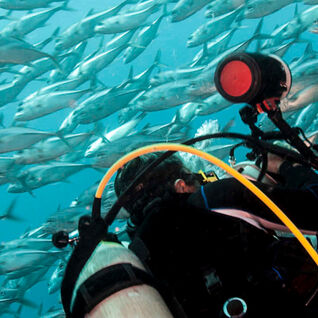 Shoal of fish in Micronesia