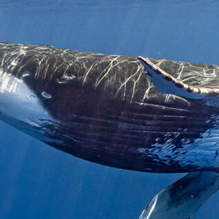 Humpback whale