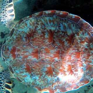 Turtle