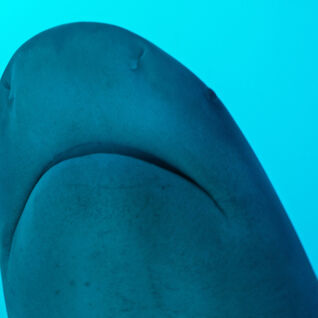 Bull shark in Playa del Carmen, Mexico