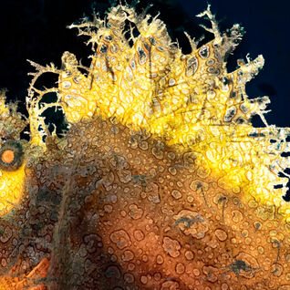 Weedy scorpionfish