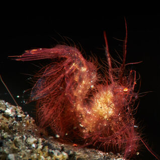 Hairy shrimp