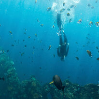 Person diving solo