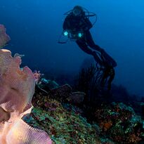 Coral in Indonesia