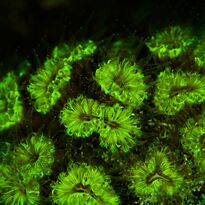 Neon coral during a fluo dive