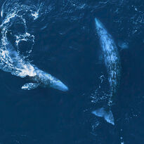 Grey whales