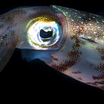 strange deep sea creature