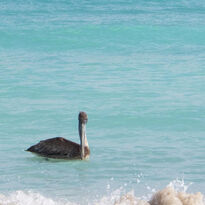Bird in ocean