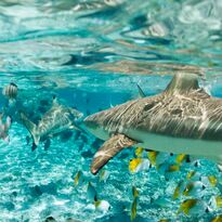 Blacktip shark in Bora Bora