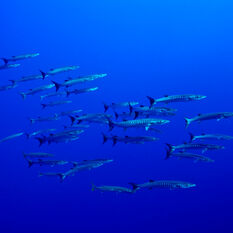 A group of barracuda swimming in the blue ocean together 
