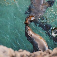 Sea lions in the Galapagos.