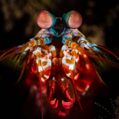 Peacock mantis shrimp