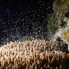 Coral spawning in Japan.