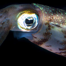 strange deep sea creature