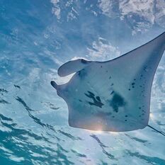 Reef manta in Indonesia.