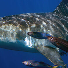 Great White Shark