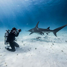 Underwater photographer near a shark