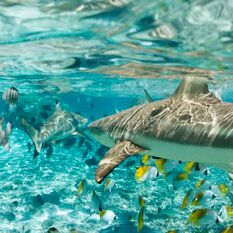 Blacktip shark in Bora Bora